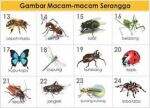 Contoh Serangga yang Haram Dimakan Beserta Dalilnya Contoh Serangga yang Haram Dimakan Beserta Dalilnya