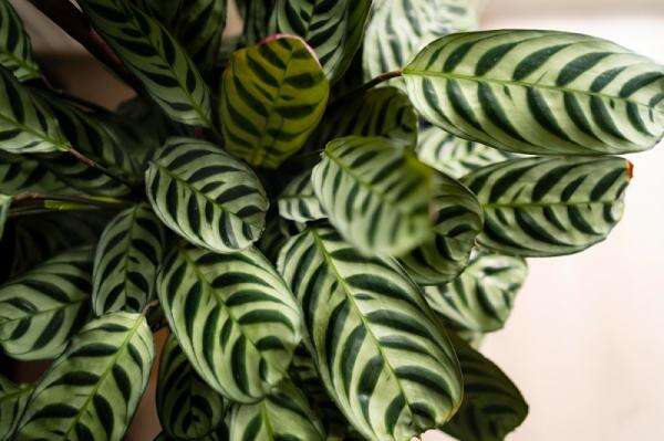 Cara Merawat Calathea, Tanaman Hias Berdaun Cantik yang Cocok untuk Dekorasi Rumah Cara Merawat Calathea, Tanaman Hias Berdaun Cantik yang Cocok untuk Dekorasi Rumah