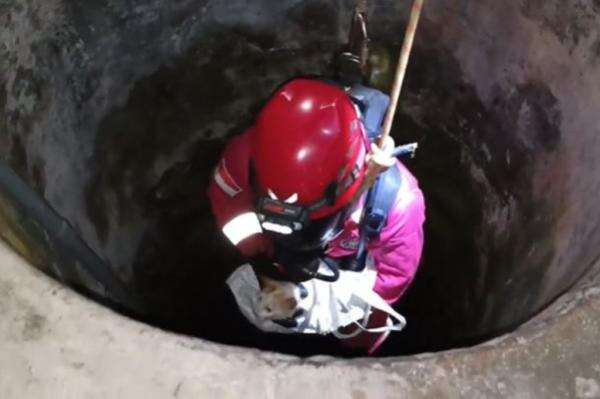 Demi Selamatkan Kucing, Damkar Turun ke Sumur Sedalam 15 Meter di Tuban Demi Selamatkan Kucing, Damkar Turun ke Sumur Sedalam 15 Meter di Tuban