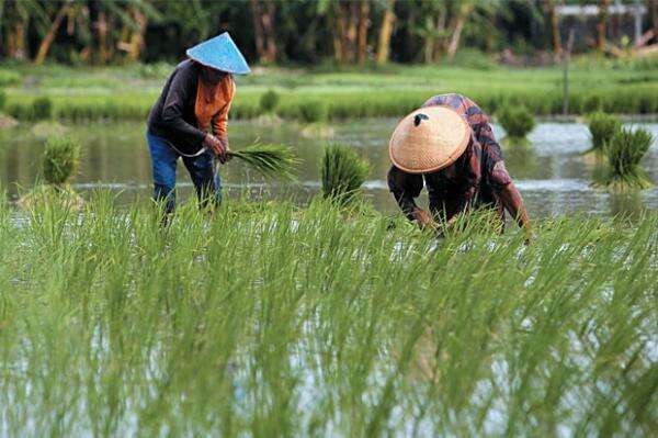 Kesejahteraan Petani Meningkat, NTP Naik ke Level 129,19 di Agustus 2026 Kesejahteraan Petani Meningkat, NTP Naik ke Level 129,19 di Agustus 2026
