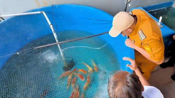 Bupati Bogor Kunjungi Pembibitan Ikan Koi Milik Warga, Dorong Kualitas Berdaya Saing Bupati Bogor Kunjungi Pembibitan Ikan Koi Milik Warga, Dorong Kualitas Berdaya Saing