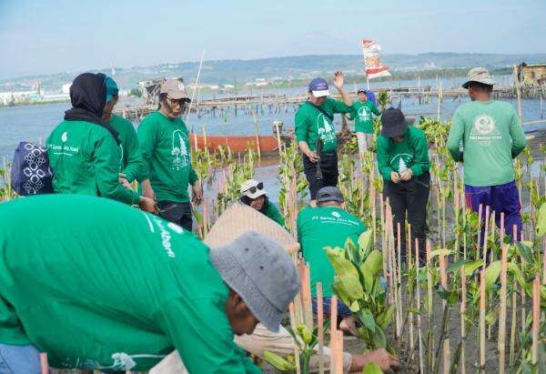 Dorong Ekonomi Hijau, Kapal Api Group Rehabilitasi Mangrove di Semarang Dorong Ekonomi Hijau, Kapal Api Group Rehabilitasi Mangrove di Semarang