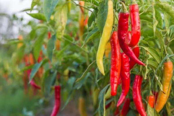 Kementan Ungkap Penyebab Harga Cabai hingga Bawang Tak Stabil Kementan Ungkap Penyebab Harga Cabai hingga Bawang Tak Stabil