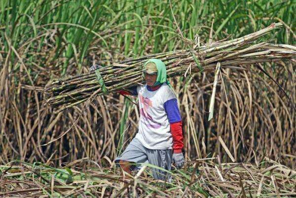 Pemerintah Kebut Peremajaan Tebu untuk Capai Swasembada Gula Pemerintah Kebut Peremajaan Tebu untuk Capai Swasembada Gula