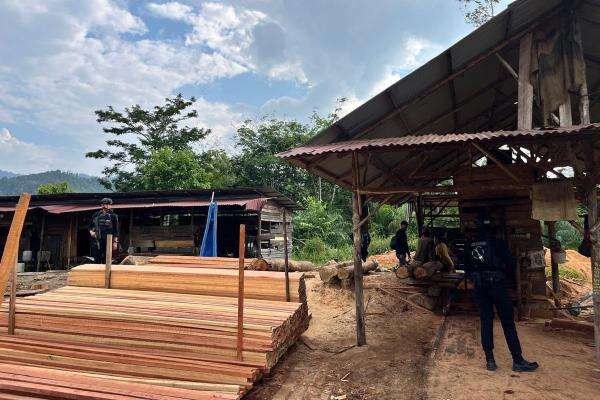 Polda Riau Bongkar Sawmill Illegal di Kampar, Sita Ratusan Batang Kayu Hasil Illegal Logging Polda Riau Bongkar Sawmill Illegal di Kampar, Sita Ratusan Batang Kayu Hasil Illegal Logging