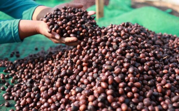 RI Ekspor 38,4 Ton Kopi ke Tiongkok dan Maroko RI Ekspor 38,4 Ton Kopi ke Tiongkok dan Maroko