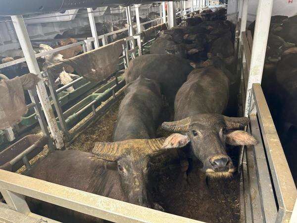 RI Impor Kerbau Australia, Alternatif Pasokan Protein Hewani di Tengah Mahalnya Harga Sapi RI Impor Kerbau Australia, Alternatif Pasokan Protein Hewani di Tengah Mahalnya Harga Sapi