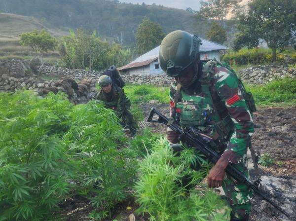 TNI Gagalkan Peredaran 21.400 Batang Ganja di Yahukimo, Diduga Terkait OPM TNI Gagalkan Peredaran 21.400 Batang Ganja di Yahukimo, Diduga Terkait OPM