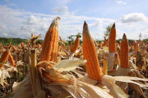 Target 18 Juta Ton, Panen Jagung Lampung Naik hingga 15 Persen Target 18 Juta Ton, Panen Jagung Lampung Naik hingga 15 Persen