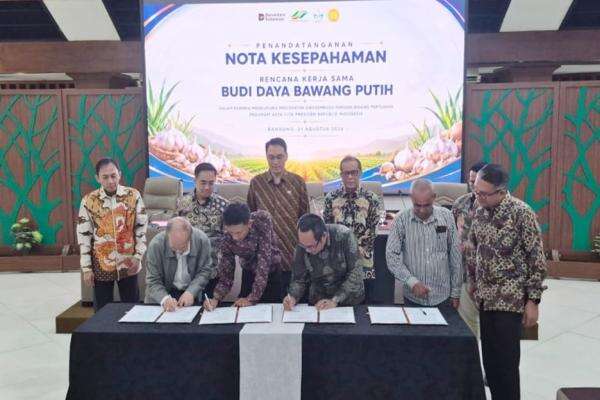 Lahan 10.000 Ha di Jawa Barat Siap Dukung Swasembada Bawang Putih Lahan 10.000 Ha di Jawa Barat Siap Dukung Swasembada Bawang Putih