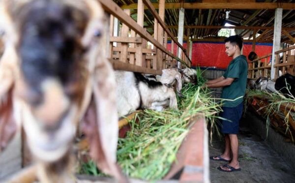 Daftar Terbaru Harga Kambing Kurban 2025 untuk Idul Adha, Cek di Sini