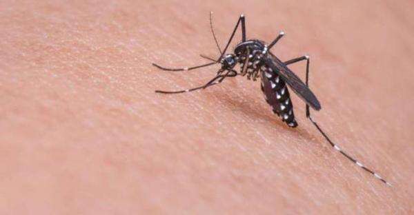 CDC Soroti Zika di Bali, Kenali Gejala hingga Bahayanya bagi Ibu Hamil CDC Soroti Zika di Bali, Kenali Gejala hingga Bahayanya bagi Ibu Hamil