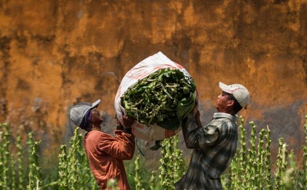 Kemitraan Dorong Kesejahteraan Petani Tembakau Kemitraan Dorong Kesejahteraan Petani Tembakau