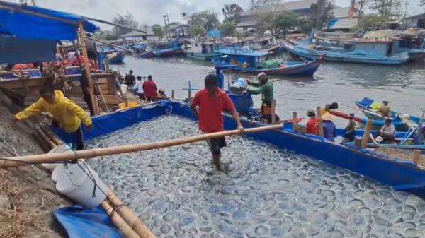 Ubur-Ubur Melimpah di Laut Selatan Cilacap, Nelayan Raup Rezeki di Tengah Paceklik Ikan Ubur-Ubur Melimpah di Laut Selatan Cilacap, Nelayan Raup Rezeki di Tengah Paceklik Ikan