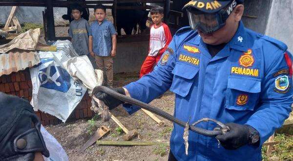 image-Damkar Kuningan Evakuasi Ular Cobra 1,2 Meter di Permukiman Warga