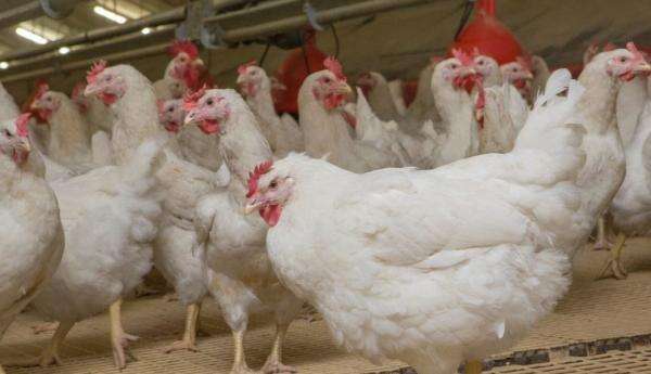 Restrukturisasi MBG Dinilai Tak Ganggu Prospek Saham Poultry Restrukturisasi MBG Dinilai Tak Ganggu Prospek Saham Poultry