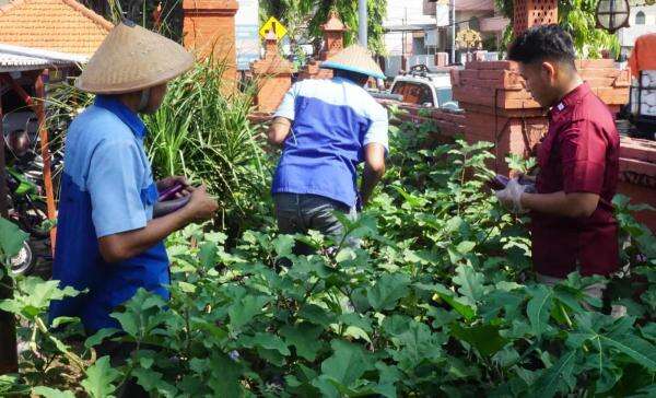 Panen Sayuran, Napi Mojokerto Semringah Sukses Kelola Kebun Lapas Panen Sayuran, Napi Mojokerto Semringah Sukses Kelola Kebun Lapas