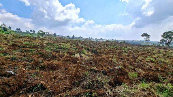 El Nino Tekan Produksi Pertanian, Keran Impor Pangan Mulai Dibuka El Nino Tekan Produksi Pertanian, Keran Impor Pangan Mulai Dibuka