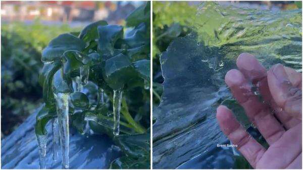 Viral Suhu Dieng Hari Ini -6 Derajat Celsius, Tanaman Auto Beku! Viral Suhu Dieng Hari Ini -6 Derajat Celsius, Tanaman Auto Beku!