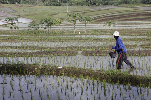 Harga Pupuk Bersubsidi Turun 20 Persen, Ini Manfaatnya untuk Petani Harga Pupuk Bersubsidi Turun 20 Persen, Ini Manfaatnya untuk Petani