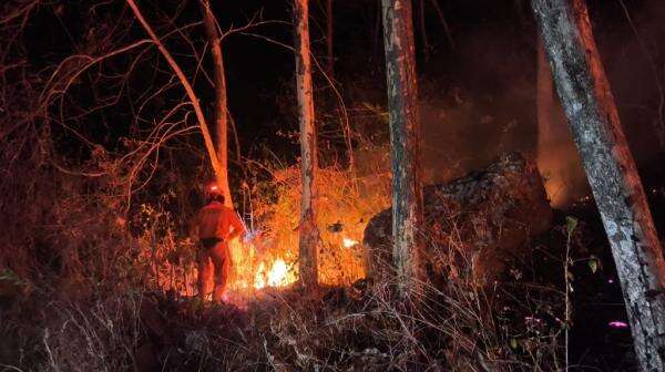 Karhutla di Jatim dan Kaltara Hanguskan 37,84 Hektare Lahan Karhutla di Jatim dan Kaltara Hanguskan 37,84 Hektare Lahan