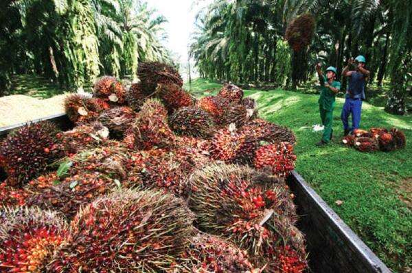 Tak Hanya Minyak Goreng, Sawit Ternyata Bisa Diolah Jadi Cokelat hingga Bahan Batik Tak Hanya Minyak Goreng, Sawit Ternyata Bisa Diolah Jadi Cokelat hingga Bahan Batik