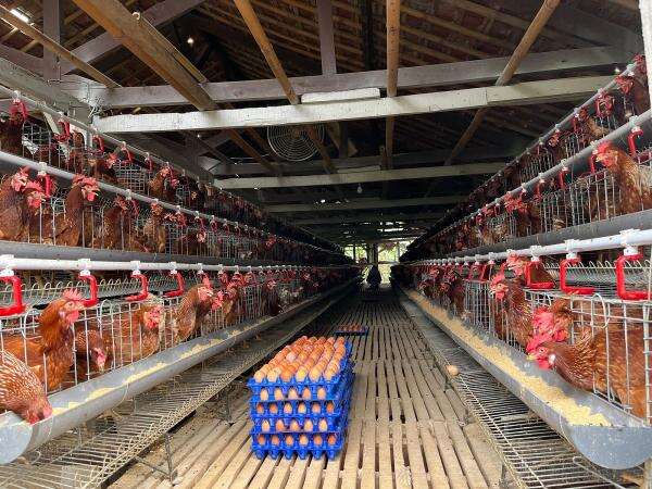 Harga Telur Jatuh, SPPG Wajib Serap Produksi Peternak Harga Telur Jatuh, SPPG Wajib Serap Produksi Peternak
