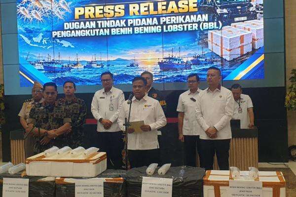 Bareskrim Gagalkan Penyelundupan Baby Lobster Rp5,8 Miliar di Depok, 2 Pelaku Ditangkap Bareskrim Gagalkan Penyelundupan Baby Lobster Rp5,8 Miliar di Depok, 2 Pelaku Ditangkap