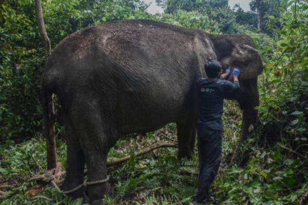 Kisah Gajah Sumatra Tua di Pelalawan, Hidup Soliter dan Tetap Bertahan di Alam Liar Kisah Gajah Sumatra Tua di Pelalawan, Hidup Soliter dan Tetap Bertahan di Alam Liar