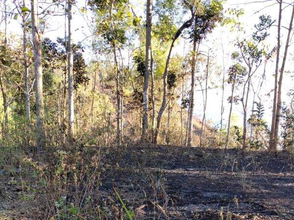 Kebakaran Hutan dan Lahan Landa Empat Daerah di Jatim Akibat Kemarau Kebakaran Hutan dan Lahan Landa Empat Daerah di Jatim Akibat Kemarau