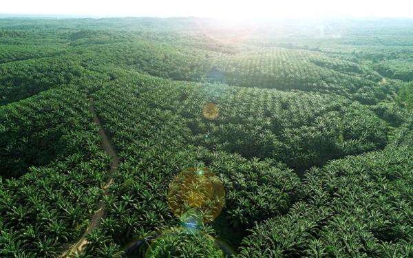 Teladan Prima Agro (TLDN) Komitmen Jaga Keseimbangan Dividen dan Bisnis Teladan Prima Agro (TLDN) Komitmen Jaga Keseimbangan Dividen dan Bisnis