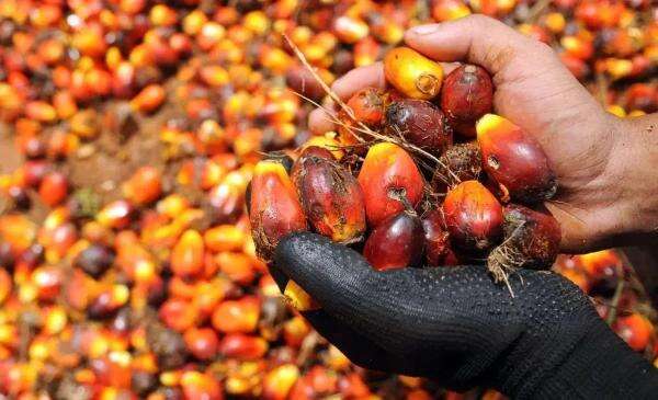 CIPS Ungkap RI Bisa Kehilangan Tambahan Produksi CPO 4,73 Juta Ton CIPS Ungkap RI Bisa Kehilangan Tambahan Produksi CPO 4,73 Juta Ton