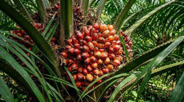 El Niño dan B50 Jadi Katalis Emiten Sawit, 3 Saham Ini Jadi Sorotan El Niño dan B50 Jadi Katalis Emiten Sawit, 3 Saham Ini Jadi Sorotan