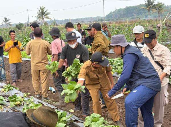 Pemerintah Berdayakan Petani Transmigrasi Pasok Sayur ke Dapur MBG Pemerintah Berdayakan Petani Transmigrasi Pasok Sayur ke Dapur MBG