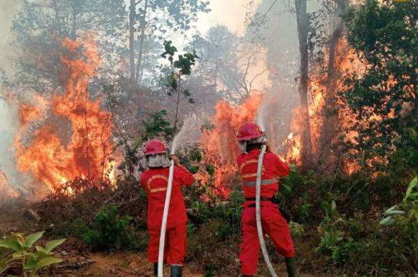 Bakar Hutan Haram, MUI Desak Aparat Tindak Tegas Pelaku Karhutla Tanpa Pandang Bulu Bakar Hutan Haram, MUI Desak Aparat Tindak Tegas Pelaku Karhutla Tanpa Pandang Bulu