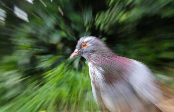 Punya Otak Ini, Pantas Burung Merpati Bisa Pulang dari Jarak Ratusan Kilometer Punya Otak Ini, Pantas Burung Merpati Bisa Pulang dari Jarak Ratusan Kilometer