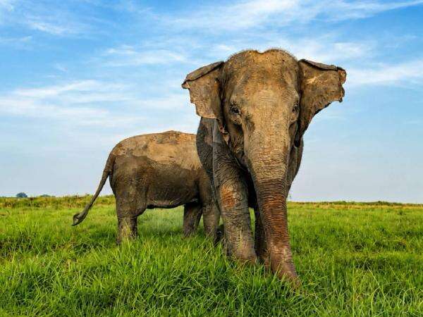 Kondisi Terkini Gajah Sumatra di Way Kambas saat Kebakaran Meluas, Selamat? Kondisi Terkini Gajah Sumatra di Way Kambas saat Kebakaran Meluas, Selamat?