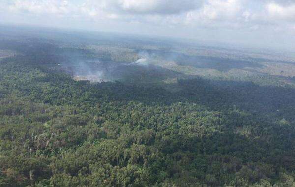 DPR Dorong Penyelamatan Tesso Nilo Putus Jaringan Perambah Hutan DPR Dorong Penyelamatan Tesso Nilo Putus Jaringan Perambah Hutan