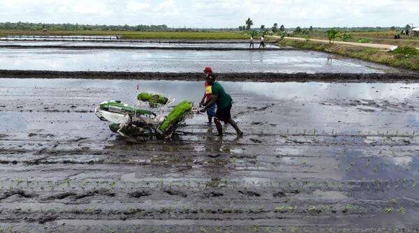 El Nino Tak Bikin Produksi Padi Surut, Capai 43,89 Juta Ton El Nino Tak Bikin Produksi Padi Surut, Capai 43,89 Juta Ton