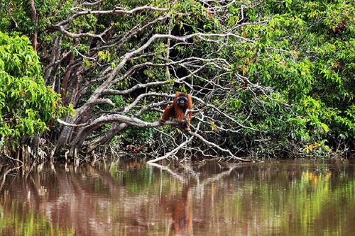 Populasi Orangutan Tapanuli Hanya 716 Individu, Kemenhut Perkuat Upaya Konservasi Populasi Orangutan Tapanuli Hanya 716 Individu, Kemenhut Perkuat Upaya Konservasi