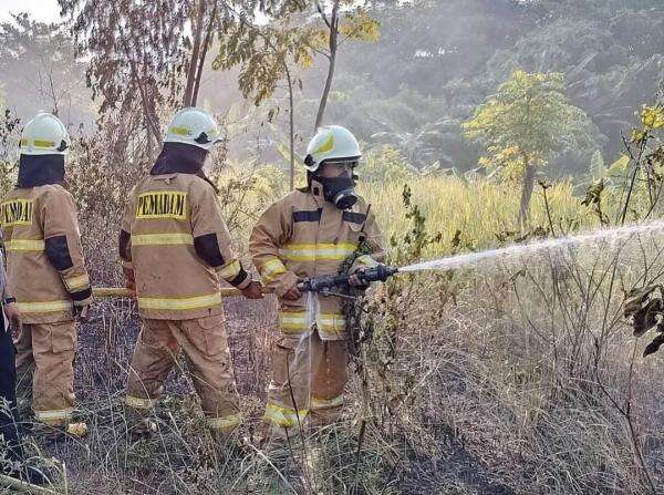 Hutan Alang-Alam di Pulau Pari Terbakar, Penyebabnya Belum Diketahui ...
