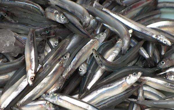 Ikan Teri Disebut Lebih Kaya Gizi Dibanding Ikan Salmon? Ini 6 Faktanya!