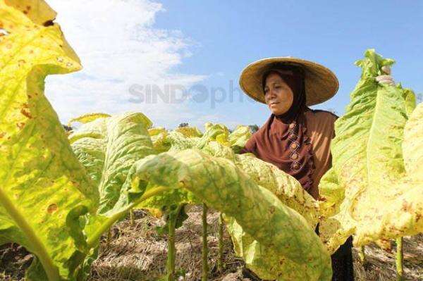 Aturan Penjualan dan Kemasan Rokok dalam PP 28/2024 Bikin Petani Tembakau Was-was Aturan Penjualan dan Kemasan Rokok dalam PP 28/2024 Bikin Petani Tembakau Was-was