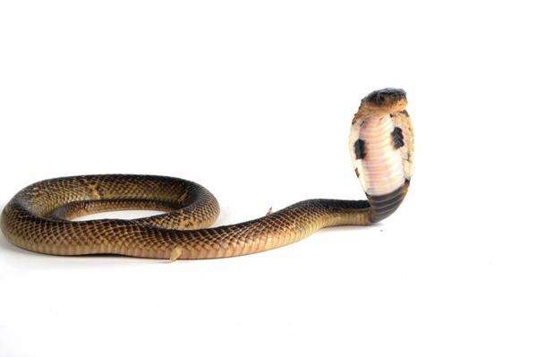 Mengapa Banyak Ular Cobra Berbisa di India?