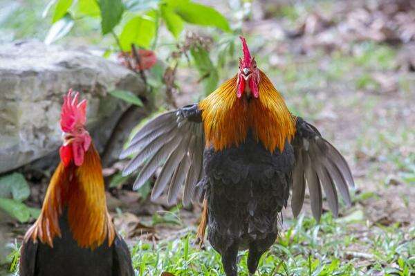 Misteri Ayam Berkokok Jam 10-11 Malam Hari, Pertanda atau Kebetulan? Misteri Ayam Berkokok Jam 10-11 Malam Hari, Pertanda atau Kebetulan?