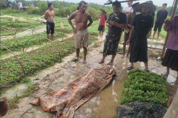 Tragis! Petani di Sampang Madura Tewas Disambar Petir saat Bekerja di Sawah Tragis! Petani di Sampang Madura Tewas Disambar Petir saat Bekerja di Sawah