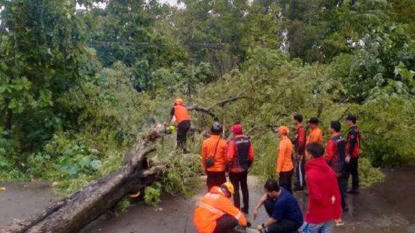 Pohon Asam Setinggi 60 Meter Tumbang di Sampang, Akses Jalan Sempat Tertutup Pohon Asam Setinggi 60 Meter Tumbang di Sampang, Akses Jalan Sempat Tertutup
