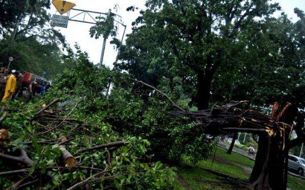 Pohon Tumbang di Tebet Timpa Kios dan Motor, Kerugian Ditaksir Rp25 Juta