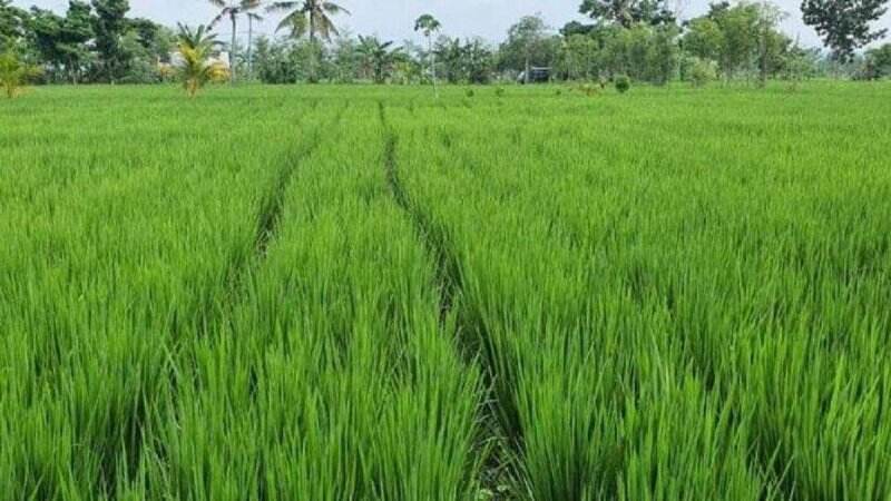 Panen Raya, Pemerintah Terus Lakukan Gerakan Serap Gabah Petani