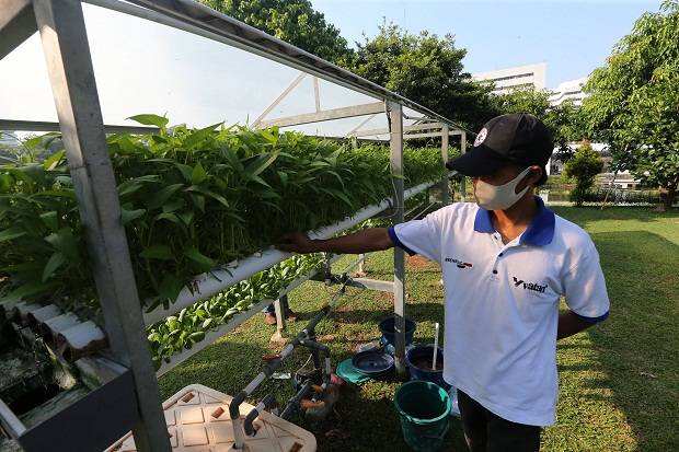 Urban Farming, Bertani di Lahan Mini Solusi Ketahanan Pangan